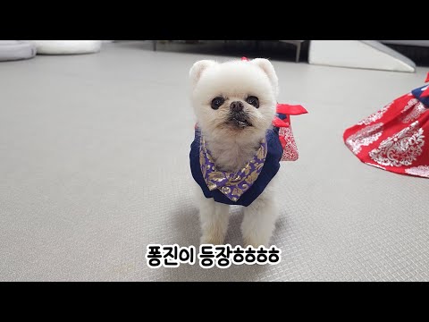 Видео: Я приготовила тушеные ребрышки для моих собак