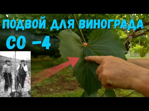 Видео: Подвой для винограда (Berlandieri × Riparia) СО 4.