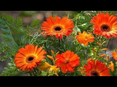 Видео: Осень 🍃🍂🍁#приютсолнышко 🌞