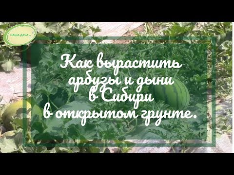 Видео: Как вырастить арбузы и дыни в Сибири по природному земледелию