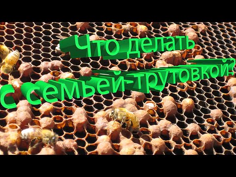 Видео: Профессор Кашковский: Как правильно поступить с семьей трутовкой?