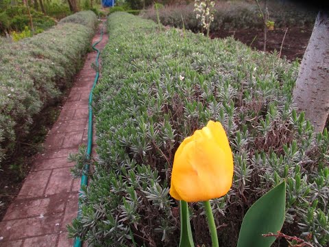 Видео: Правда о даче.  Обработки, посевы, посадки.