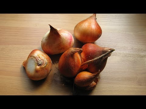 Видео: Если луковицы купили поздно - что делать?