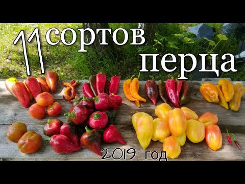 Видео: 11 сортов/Сладкий перец/Сезон 2019/ ОТЗЫВ- УРОЖАЙНОСТЬ-ХАРАКТЕРИСТИКА/ #pepper #overview #thegarden