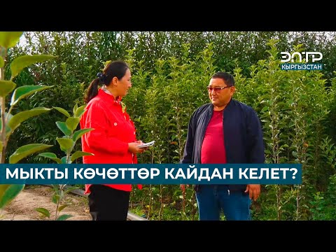 Видео: МЫКТЫ КӨЧӨТТӨР КАЙДАН КЕЛЕТ?