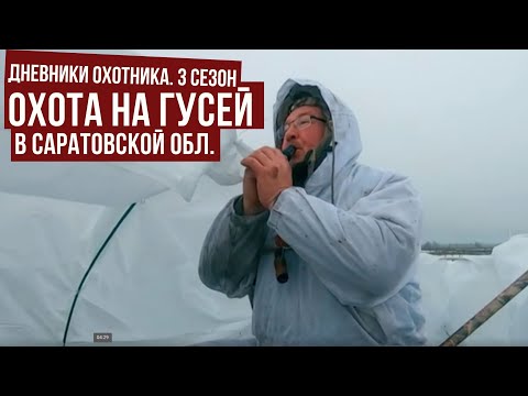 Видео: Охота на ГУСЕЙ в Саратовской обл. \ Дневники охотника. Сезон #3 \ #1