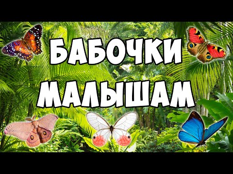 Видео: Виды бабочек - развивающие мультик для детей | Карточки Домана про животных | Это интересно