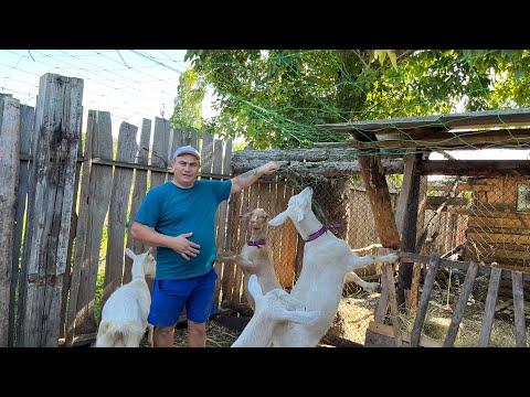 Видео: Достал кость динозавра. Шоколадка травмировалась. 