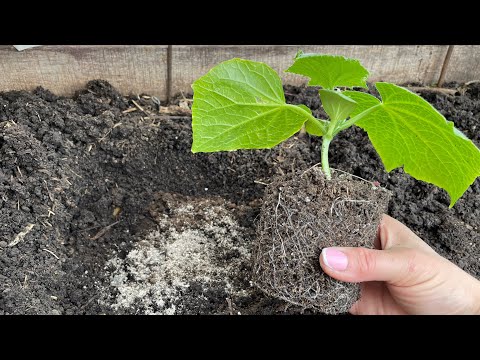 Видео: При посадке огурцов НЕ ЗАБУДЬТЕ ВНЕСТИ ЭТО В ЛУНКУ!