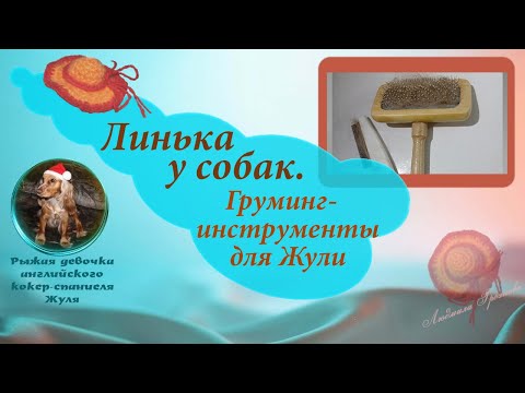 Видео: Линька у собак. Груминг-инструменты для Жули