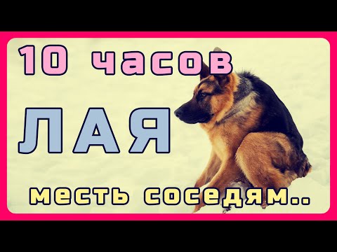 Видео: 10 часов лая собак для слабоумных соседей. Решаем проблемы с шумными соседями - Taron Tv  #10часовые
