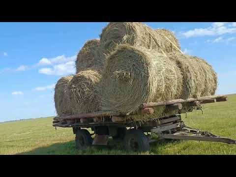Видео: Шөп қалай тасимыз