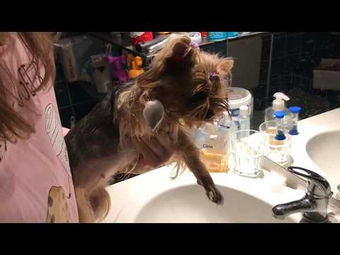 Видео: DogVlog: домашний влог. уборка всех вещей моих собак🐶 выбрасываю лакомства