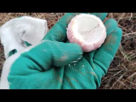 Видео: Мухоморы 2025, 25 октября, только пошли...