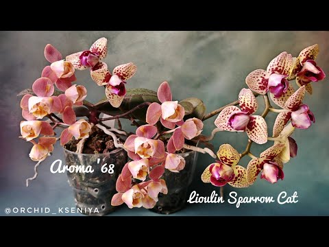 Видео: Мультифлоры Aroma '68 и Lioulin Sparrow Cat 🌷 Цветение пелора Арома '68 и трилипса Спэрроу Кэт 🌸