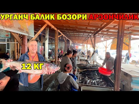 Видео: УРГАНЧ БАЛИК БОЗОРИ НАРХЛАРИ АРЗОНЧИЛИК | URGANCH BALIQ BOZOR #baliq