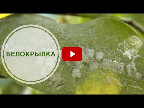 Видео: Белокрылка ➡ Вредители растений ➡ Как избавиться от белокрылки ?