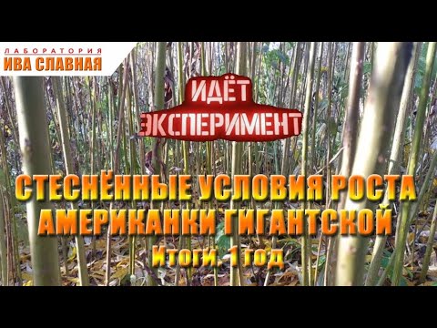 Видео: Лаборатория Ивы Славной: СТЕСНЁННЫЕ УСЛОВИЯ РОСТА АМЕРИКАНКИ ГИГАНТСКОЙ. Итоги 1 год (18.10.2024)
