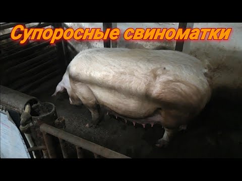 Видео: Кормление супоросных свиноматок.