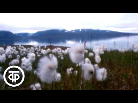Видео: Место рождения - Шпицберген (1987)