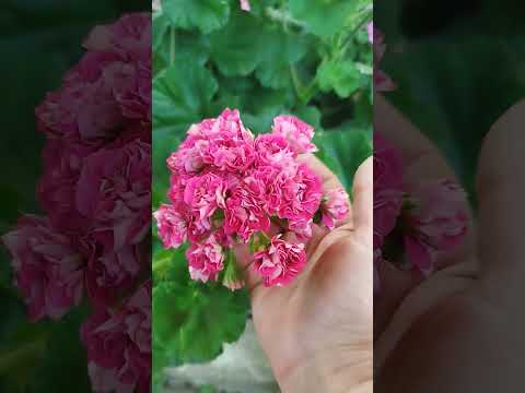 Видео: #16#Обзор цветение 4.07.25