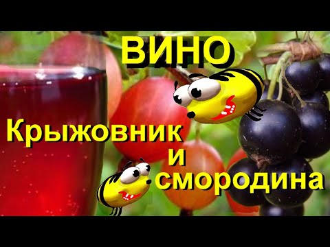 Видео: 🍷 Купаж - Вино  из крыжовника и смородины🍷