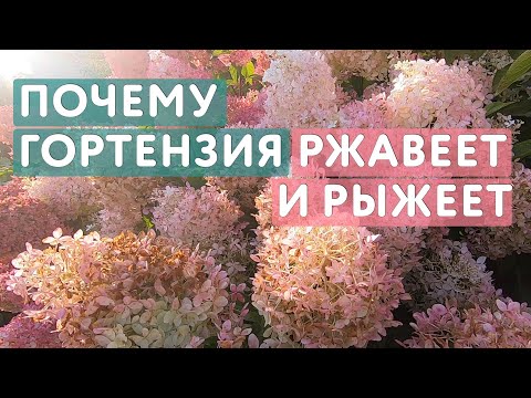 Видео: Гортензии рыжеют, ржавеют и коричневеют: почему так происходит и можно ли с этим что-то сделать