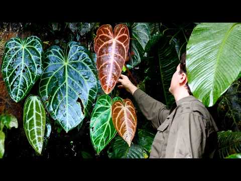 Видео: Как растет Антуриум Великолепный в природе