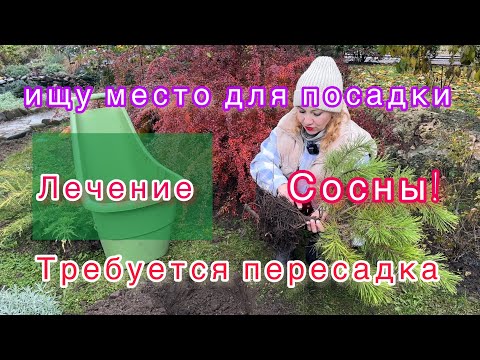 Видео: Продолжаю пересадки/сосны!