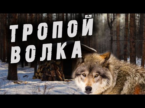 Видео: Таежные будни старого егеря и дикого волка Валдая. Часть1. " Тропой волка"