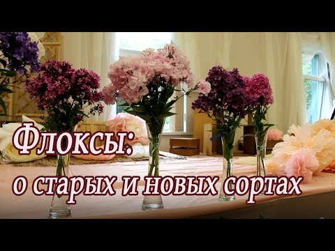 Видео: Флоксы: о старых и новых сортах