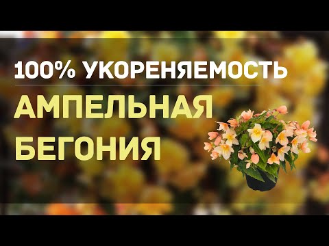 Видео: ДЕЛЮСЬ УНИКАЛЬНЫМ И ПРОСТЫМ СПОСОБОМ 100 % УКОРЕНЕНИЯ БЕГОНИИ АМПЕЛЬНОЙ