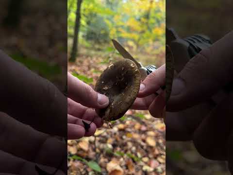 Видео: Mashroom picking in England 30/10/25 by Ukrainian. Збір грибів Англія, жовтень 2025, гриби Британія