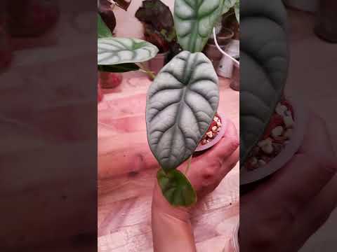 Видео: Делюсь результатами выращивания алоказий в минеральном грунте.