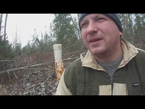 Видео: Солонцы на зайца. Готовим место для охоты с гончей