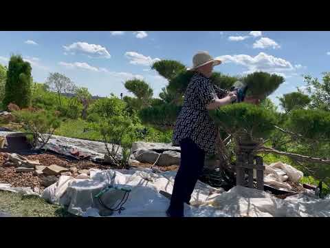 Видео: Стрижка Ниваки на можжевельнике казацком#садтатьяны #сад #ниваки #можжевельник #кусторез#дача