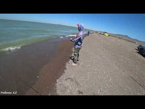 Видео: КАПЧАГАЙ НАСОСНЫЕ СУПЕР КЛЁВ СУДКА (архив)