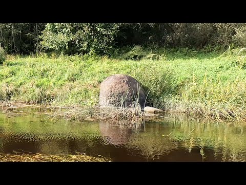 Видео: По реке Межа ➡ Западная Двина ➡ Велиж. Утро и день⛴