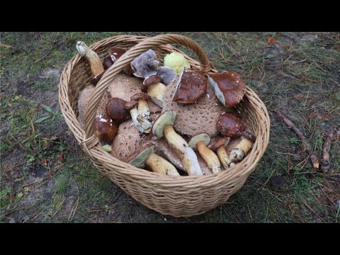 Видео: Тайны соснового бора. Какие грибы скрываются в хвое?