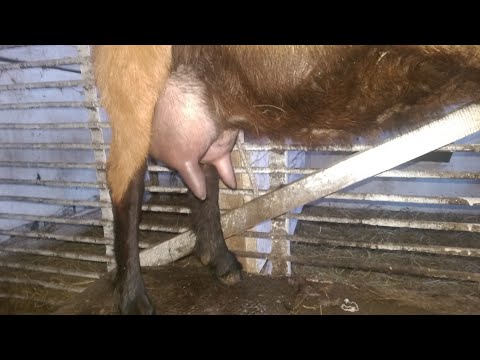 Видео: 7 причин крови в молоке 