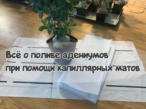 Видео: Всё о поливе адениумов с помощью капиллярных матов