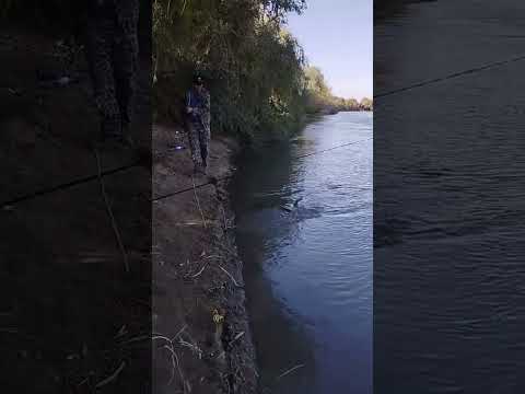 Видео: Осенний жерех рыбалка на спиннинг 05.10.2024