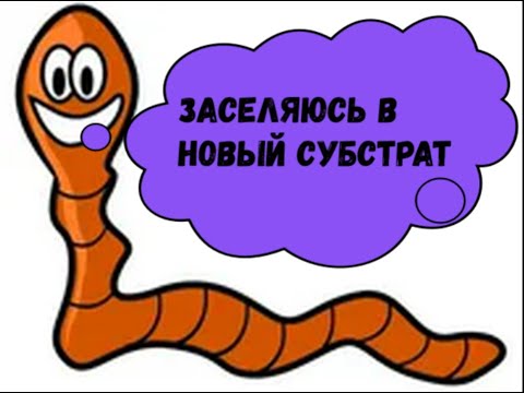 Видео: Червь. Заселение в новый субстрат! Просто и без заморочек