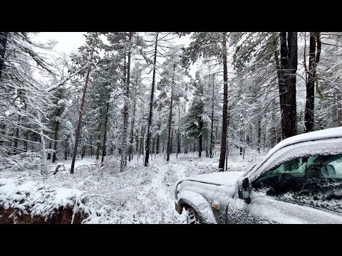 Видео: Конская работа (кедровая лихорадка) в Бурятии цены нет