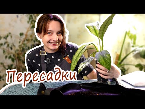 Видео: Будни цветовода. Пересадки. Собираю коробочку излишек для знакомой. Посадка семян Седум Моцинианум