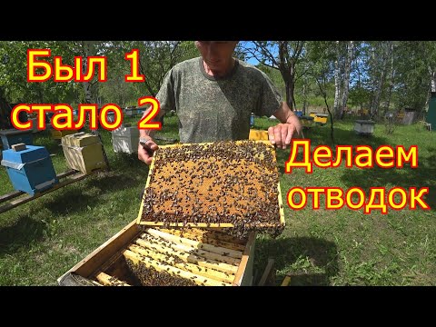 Видео: От ОТВОДКА до СЕМЬИ! Делаем отводок, подсаживаем матку!