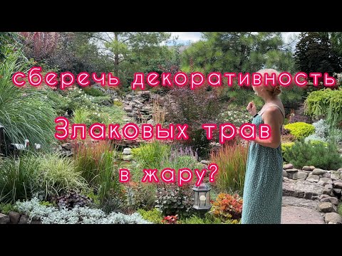 Видео: Как не потерять декоративность злаковых и других декоративных трав в жаркое лето