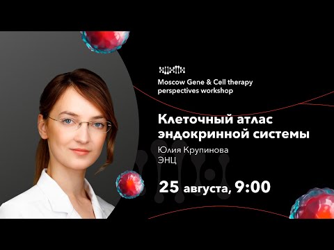 Видео: Юлия Крупинова. Клеточный атлас эндокринной системы