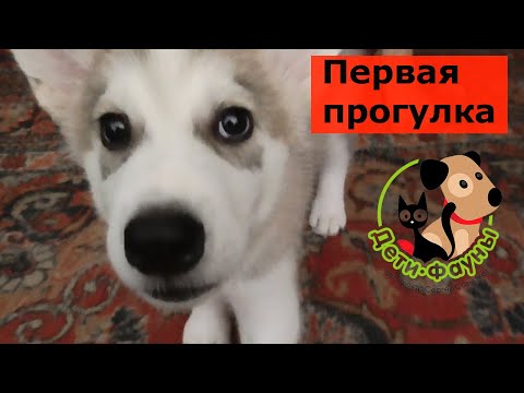 Видео: Когда можно гулять со щенком? Первая прогулка
