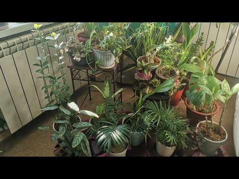Видео: Мои комнатные цветочки. Что нового?